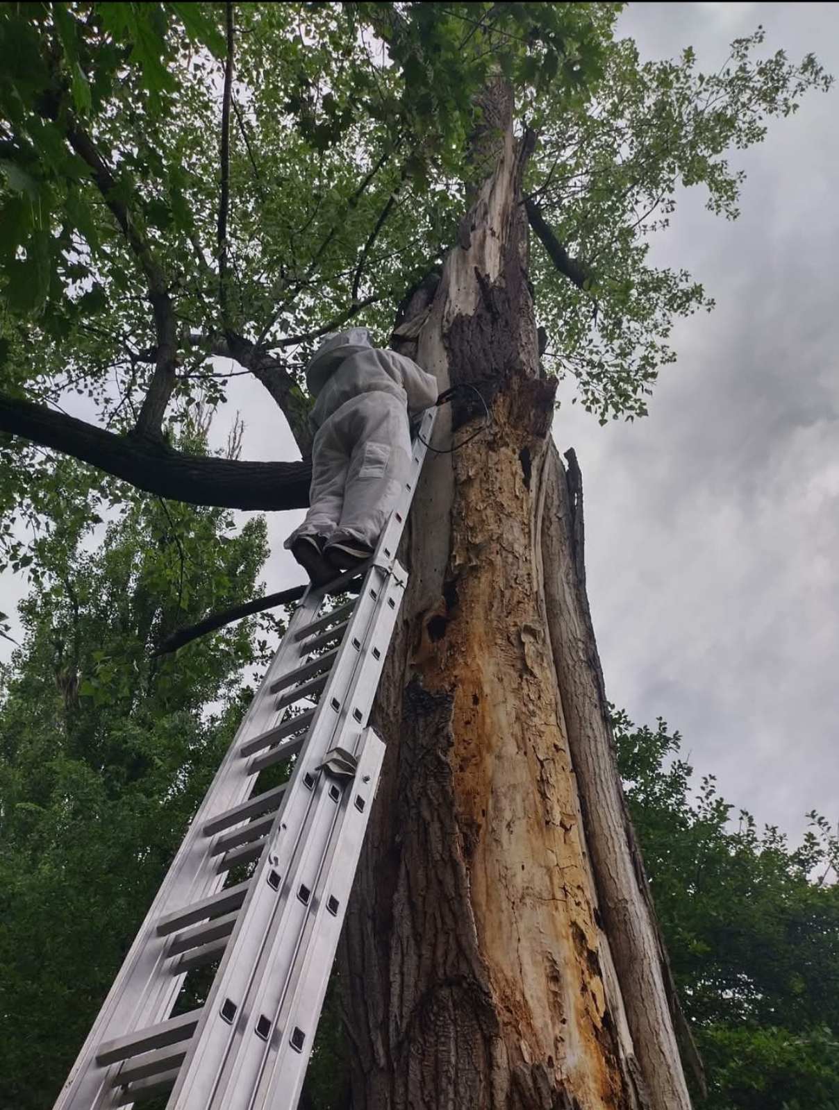 Neutralizacija kolonije stršljenova – Palata Srbija