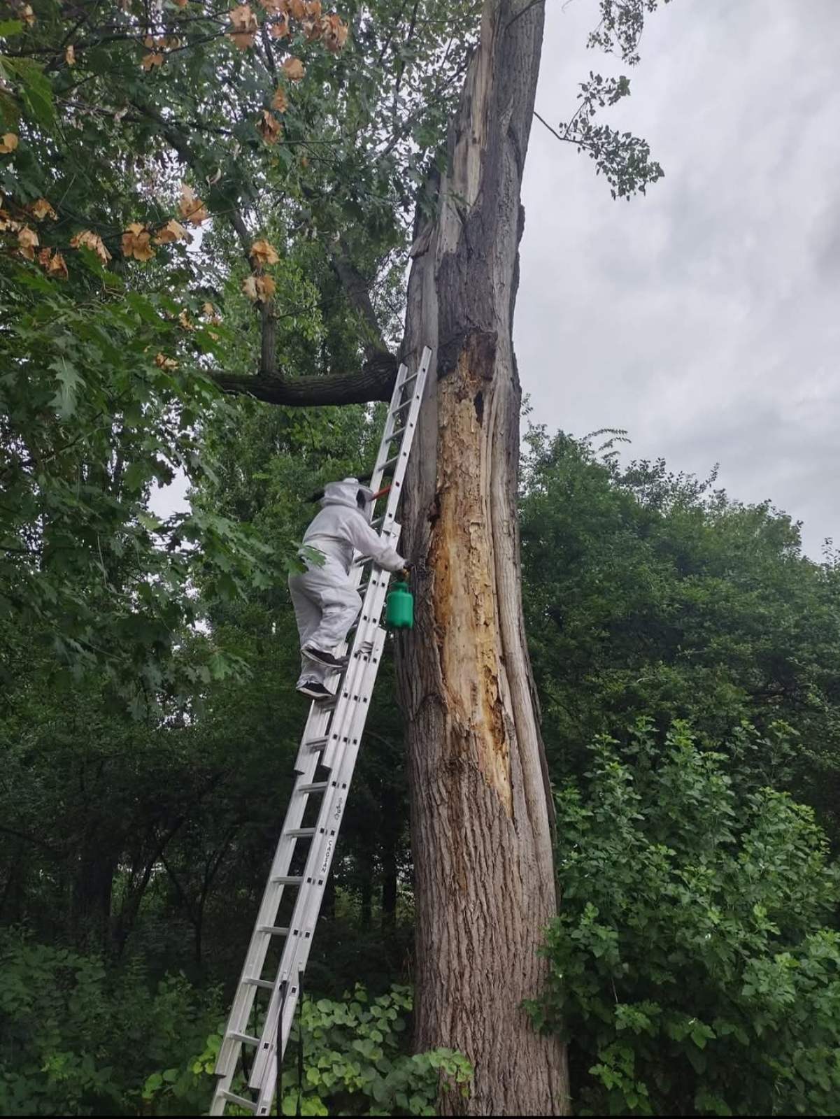 Završna sanacija nakon uklanjanja legla stršljenova – Palata Srbija